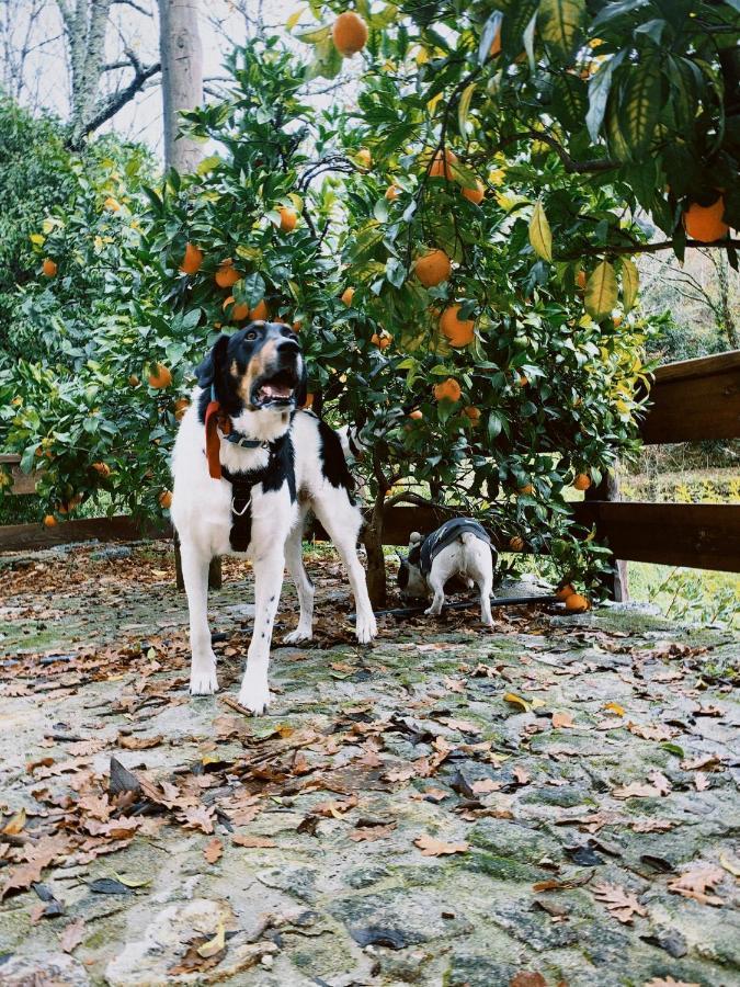Quinta Das Bollotas Villa ฟาฟี ภายนอก รูปภาพ